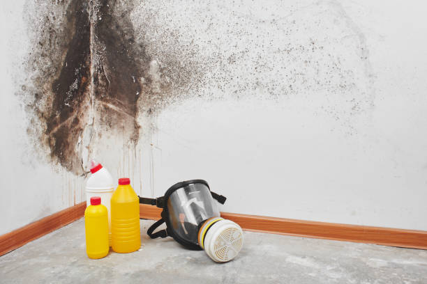 Best Best Mold Removal Companies  in Ferndale, CA