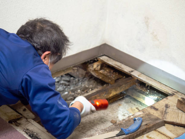 Best Mold Remediation  in Ferndale, CA