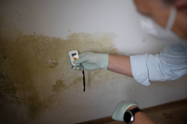 Best Mold Removal Company Near Me  in Ferndale, CA