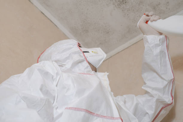 Best Toxic Mold Removal  in Ferndale, CA