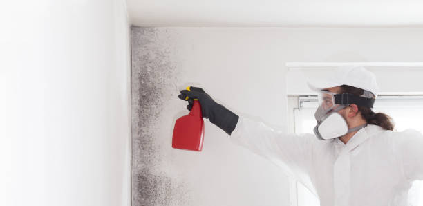 Professional Mold Removal in Ferndale, CA
