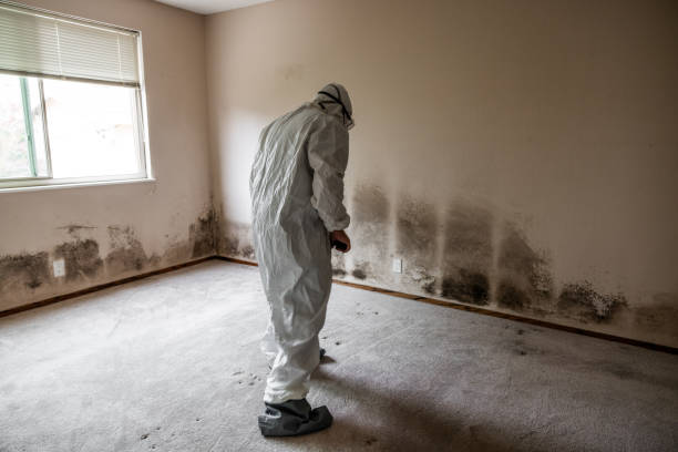Attic Mold Removal in Ferndale, CA