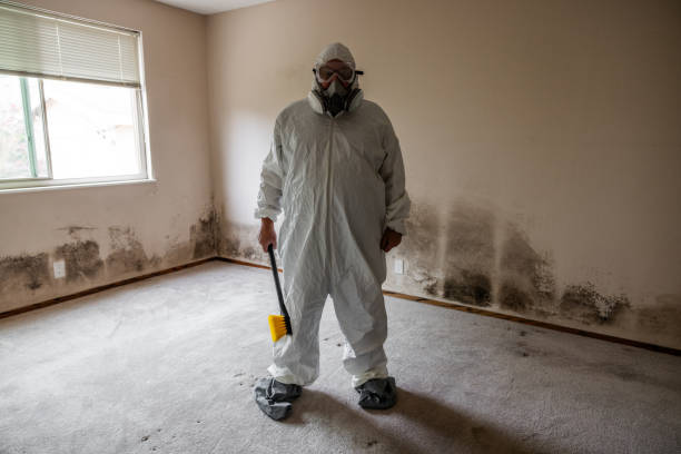 Certified Mold Removal in Ferndale, CA