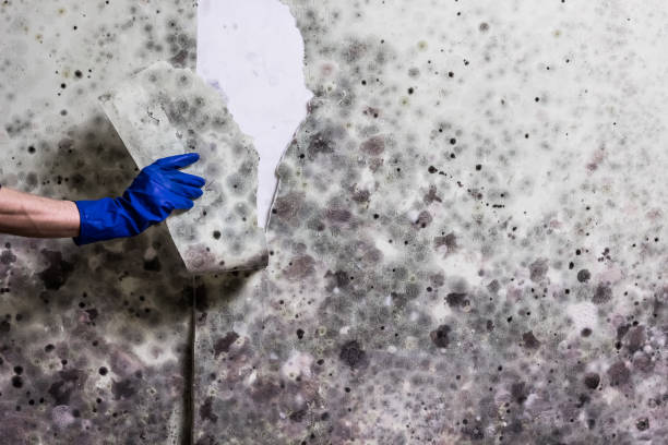Best Affordable Mold Removal  in Ferndale, CA