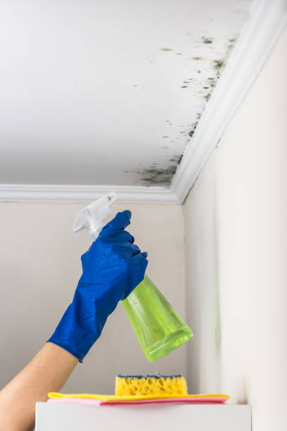 Best Mold Testing  in Ferndale, CA