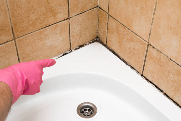 Best Affordable Mold Removal  in Ferndale, CA